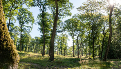 Chênaie dans la Forêt Domaniale de Garche, Hettange Grande, Moselle, France