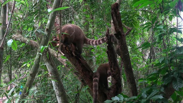 Ring-tailed Coatis (Nasua nasua) are tearing up the wood log in search of food. Argentina