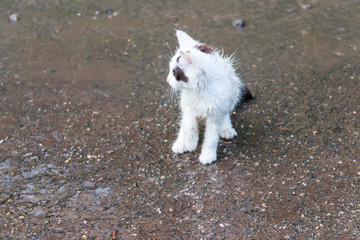 Wet homeless sad kitten on a street after a rain. Concept of protecting homeless animals