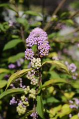 コムラサキの実