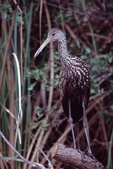 Lipkin (Aramus Guarauna)