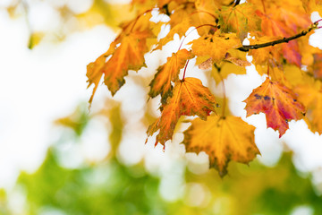 Colorful leaves as background for autumn concepts