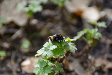Bumblebee in the sun