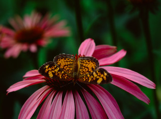 Silvery Checkerspot Butterfly (Chlosyne Nycteis)