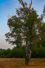 Fototapeta premium Twins