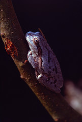Squirrel Tree Frog (Hyla Squirella)