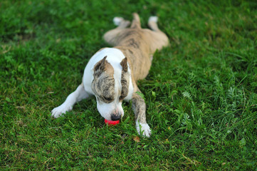 American Staffordshire Terrier on the grass