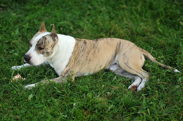 American Staffordshire Terrier on the grass
