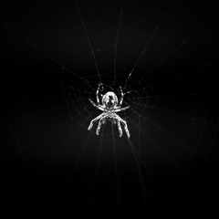 scary spider on a web macro