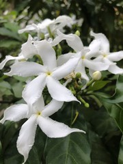 Closeup of white Sampaguita Jasmine or Arabian Jasmine.