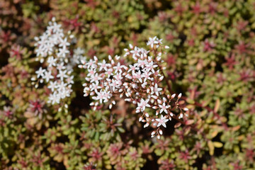 Murale Stonecrop