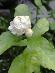 closeup jasmine flower in a garden