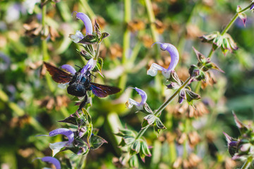 macro insect collecting pollen in flowers