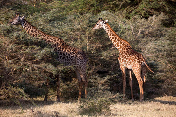 Giraffe (Giraffa)