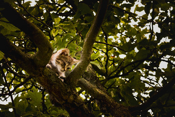 cute kitten climbing a tree
