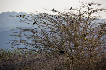 Vögel in der Savanne - Tansania