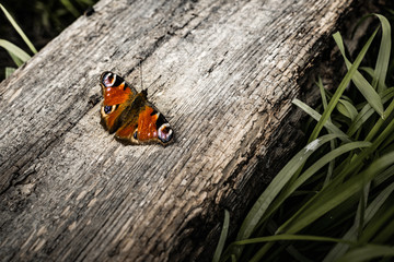 butterfly on a wooden log in nature