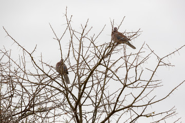 Vögel in der afrikanischen Savanne