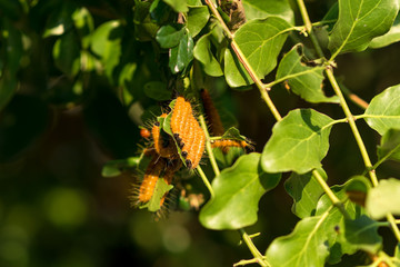 Close-up from living eating machines. Caterpillars eat leaves voraciously. Photo taken in the city Bangkok