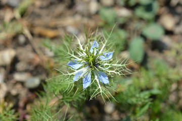 Love-in-a-mist