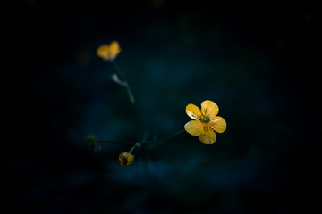 yellow flower on a dark background