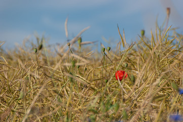 red poppy in field