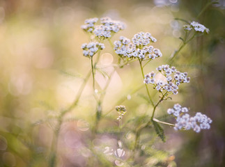 Delicate white field flowers of yarrow. Selective soft focus.
