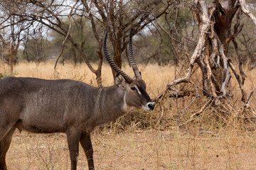Südlicher Spießbock - Oryx gazella - Afrika