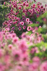 Obraz premium backlight of pink daisy flowers