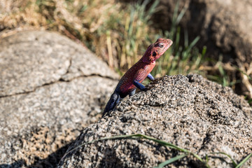 Siedleragame (Agama agama)