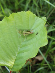 Grasshopper on the green leaf ready to jump