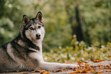siberian husky dog lying in autumn park