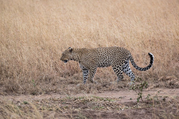 Wilder Leopard - Serengeti - Tansania