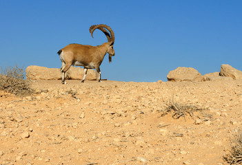 Nubian ibex (Capra nubiana sinaitica)  in Sde Boker. Old male on background of blue sky. Negev desert of southern Israel