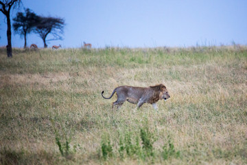 Löwe (Panthera leo)
