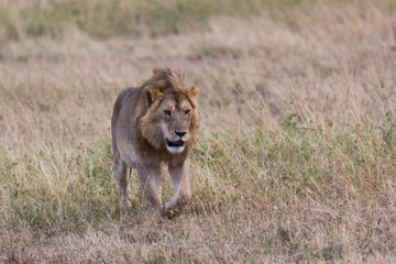 Löwe (Panthera leo)