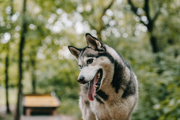 siberian husky dog in green park