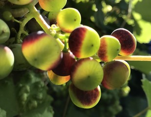 Reifende Weintraube in der Sonne
