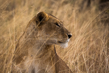 Löwe (Panthera leo)