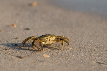 Close-up and selective focus on red sand crab at Tanjong Lobang beach, Miri, Sarawak, Borneo