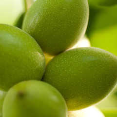 walnuts on a branch ripening in the forest or in the park