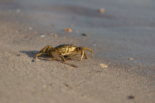 Close-up and selective focus on red sand crab at Tanjong Lobang beach, Miri, Sarawak, Borneo