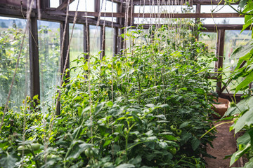 Lifestyle view inside a greenhouse. Row of tomato plants tied on a rope. Small farm, during autumn harvest season. Subsistence farming