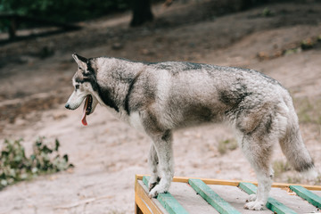 husky dog standing on obstacle on agility ground
