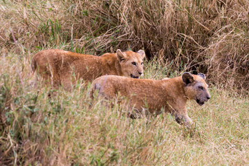 Löwe (Panthera leo)