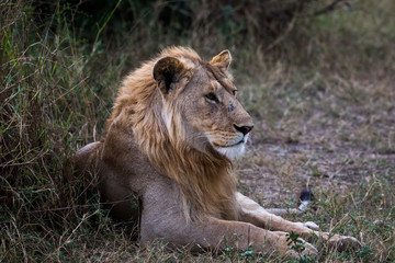 Löwe (Panthera leo)