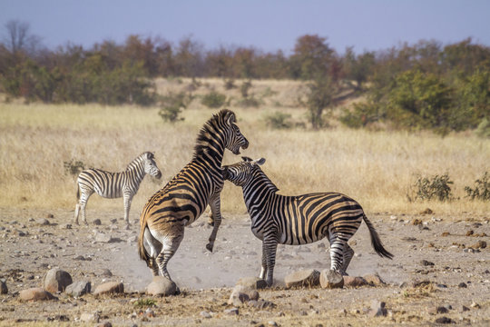 Fototapeta Plains zebra in Kruger National park, South Africa