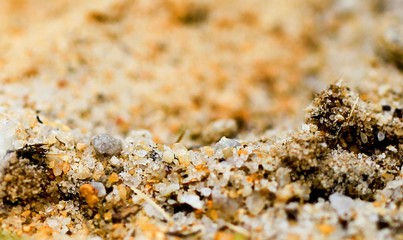 Sand Texture. River sand close-up on a blurred natural backgroun
