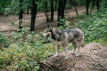 Naklejka na ściany i meble siberian husky dog walking in park