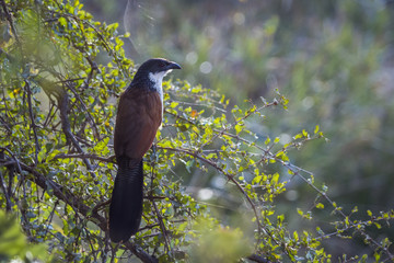 Burchell Coucal in Kruger National park, South Africa ; Specie Centropus burchellii family of Cuculidae